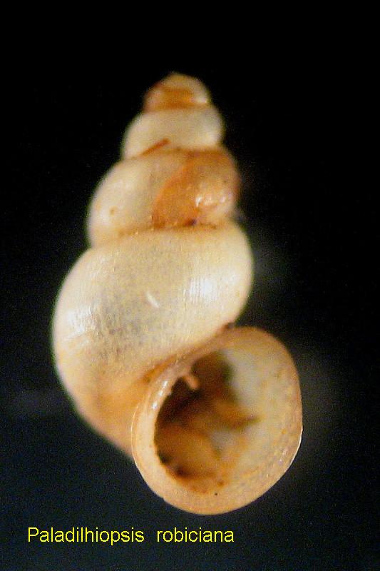 Paladilhiopsis robiciana